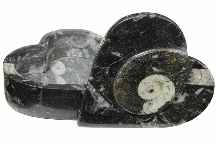 Fossiliferous Limestone Box With Goniatites & Orthoceras #123550